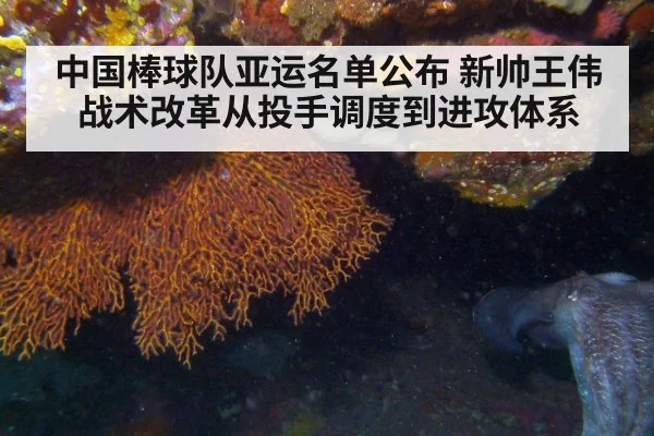 中国棒球队亚运名单公布 新帅王伟战术改革从投手调度到进攻体系